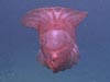 The pelagic sea cucumber, Enypniastes, swims so gracefully above the mud bottom that they are often confused with jellyfish.