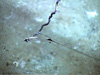 A small reservoir of thick sticky tar was just below the seafloor. Strung out by the current, the tar eventually stuck to the lens of the science camera.