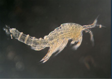 copepod 