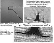 Image of the copepod Cosmocalanus dawinii, reconstructed with the Digital Holography Imaging system.