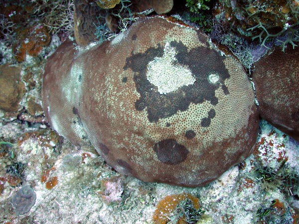 This blushing star coral (Stephanocoenia mechelinii) is severely affected by Dark Spot Syndrome.