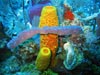 Sponge biodiversity and morphotypes at the lip of our wall site in 60 ft of water.