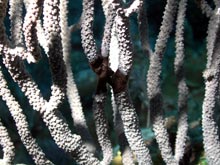 Cyanobacteria are increasingly common on Caribbean coral reefs and are frequently found overgrowing benthic organisms such as this soft coral.