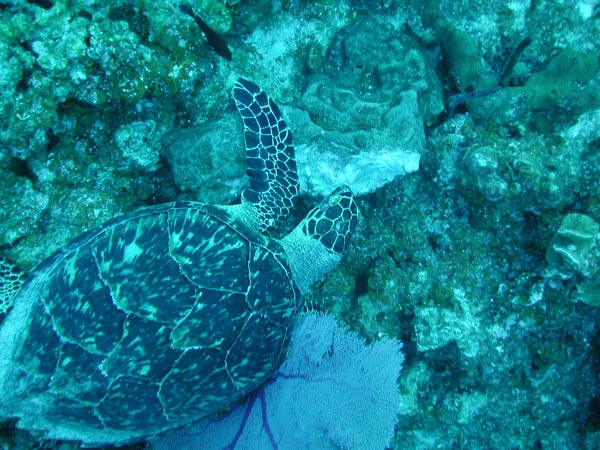 This is a picture of a Hawksbill turtle feeding on a sponge. 