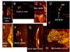 Examples of organisms imaged by high frequency side scan sonar using an AUV.