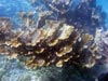 Elkhorn coral, Acropora palmata, is found in coral reefs throughout the Caribbean and in southern Florida. Doug captured this image while snorkeling at one of the dive sites on Bonaire.