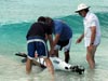 Bernard, Daniel, Mark, and Ken launch the Fetch AUV off the beach at the Invisibles dive site.