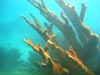 Elkhorn coral, once prevalent around the island's leeward coast, can only be found in a few areas and then in only small patches.