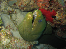 Moray eel