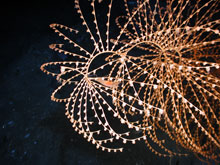 The gorgonian Iridigorgia pourtalesii and an associated shrimp from 1410m in Green Canyon 852.