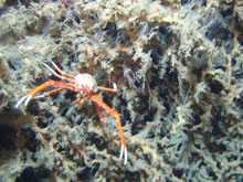 Eumunida picta nestled in Lophelia rubble.