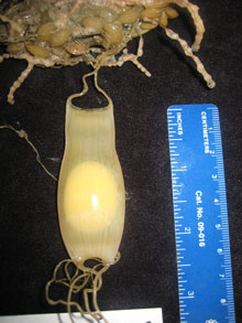 This egg case was collected accidentally while sampling a large black coral. It was unhatched, one of two specimens brought aboard by the SeaViewer Falcon remotely operated vehicle.