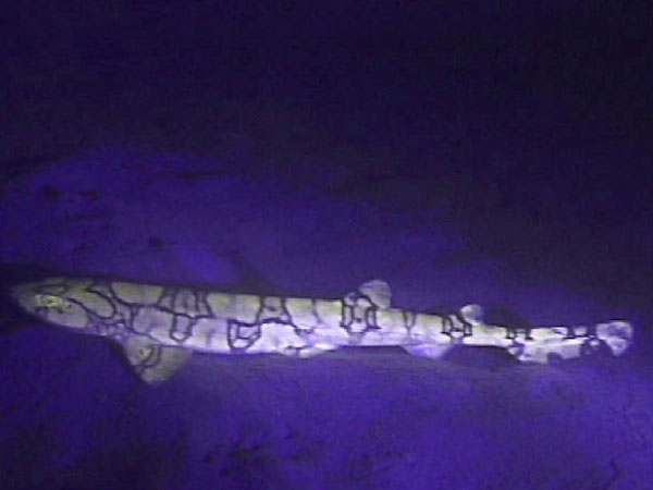 Fluorescent chain catshark at 600 meters depth from the Ocean Explorer Operation Deep Scope expedition in 2005.  This shark was no more than a meter long. 