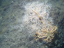 This photo represents one of the few times that we saw basket stars with their tentacles outstretched and in contact with each other.