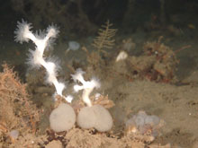 Lophelia pertusa colony with polpys extended.