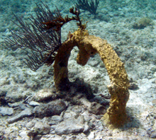 The remnants of the wooden mast deteriorated over time, but the stout mast band survives.