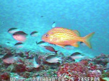 Colorful reef fish seen through the ROV's camera during a dive to explore for caves. 