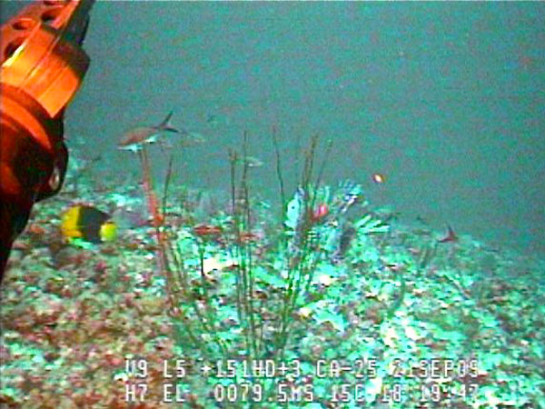 Colorful reef fish, as well as invasive Lionfish were present in deeper waters along the Bermuda Shelf. 