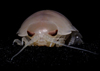 Deep-sea isopod.