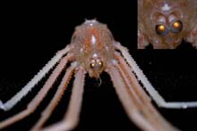 Gastroptychus spinifer, or squat lobster.