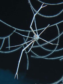 Squat Lobster, Gastroptychus spinifer, on a sea pen.