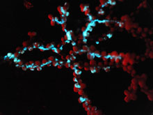 Photograph in the lab of the blue-green bioluminescence of the zoantharian Gerardia sp., the dominant species of the lithoherm site we explored