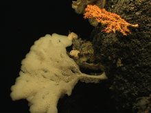 A red Paragorgia coral - being overgrown by a yellow zoanthid.