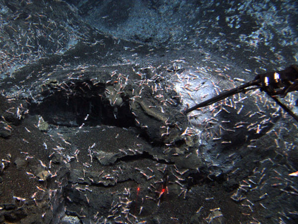 Shrimp congregate near the summit of West Mata Volcano and may be the same species as those found at eruptive sites more than 3,000 miles away.  These shrimp and microbial mat appear to be the only biology in the area of the eruption. This image is approcross. 