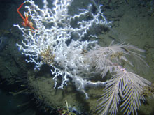 Colonies of Lophelia pertusa and Callogorgia americana.