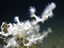 A close-up of the scleractinian coral Lophelia pertusa