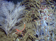 An example of the Mississippi Canyon 751 site where coral and cold seep habitats intersect.