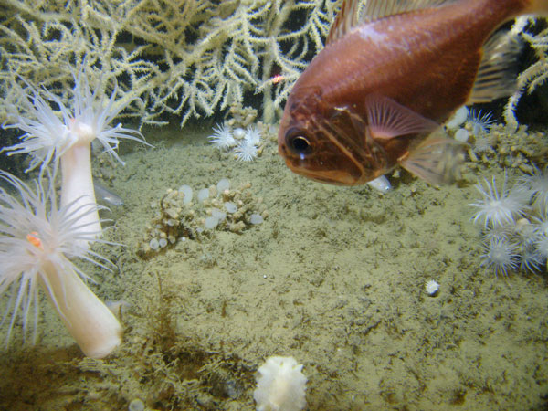 Atlantic roughy Hoplostethus occidentalis at the base of a large Leiopathes glabberima black coral colony at 300 m in the northwestern Gulf of Mexico.