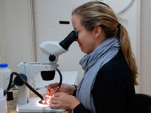 Amanda sorts and identifies the animals in the sieved sample.