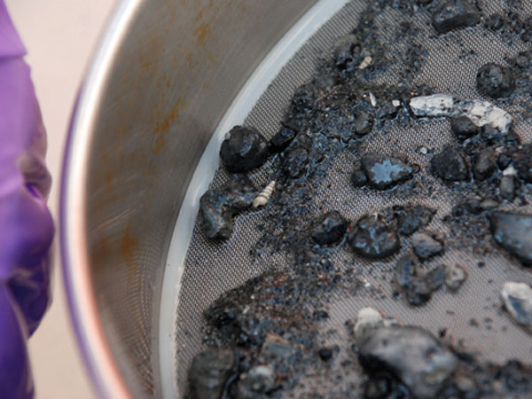 Sieved sample from a core slice. This sieve collects particles and small animals greater than 0.3 mm in size. Mostly rocks and shells are shown here although more organisms are visible when looked at under the microscope.