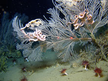 Callogorgia sp. octocorals from 300 meters in the Green Canyon region.