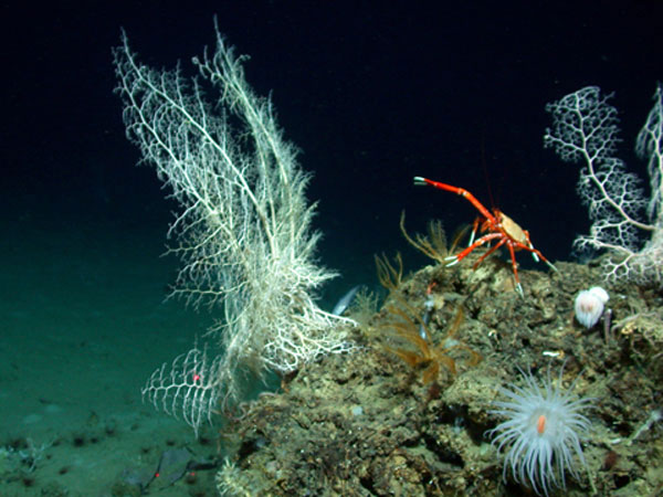 Basket stars, crinoids, anemone and crab. 