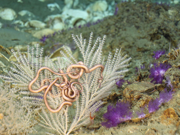 Callogorgia sp. octocoral with brittlestar (left) and purple soft corals (right). 