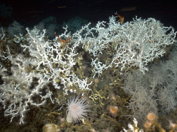 Lophelia pertusa, black coral (right), anemones, and squat lobster. 