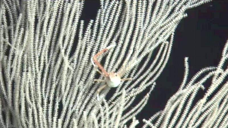 Documenting Octocoral Diversity in the Gulf