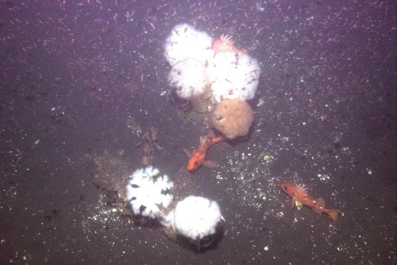 Image taken by AUV <em>Lucille</em> of plankton, rockfish, sculpin and anemones at the Northern San Andreas Fault site.