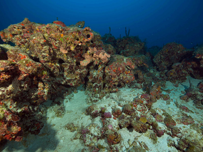 Between 215 and 240 feet we found an ancient reef line. Many pockets in the relief were filled with lionfish.