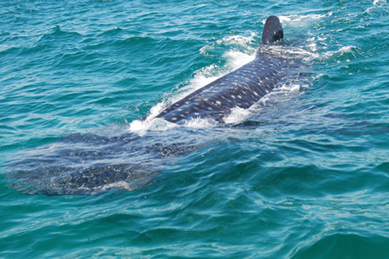 The whale shark (Rhincodon typus), or known in the Yucatan as el Tiburon Ballena is the largest living species of fish. They are slow-moving filter-feeders, and are found mostly in warm tropical oceans. Whale sharks can grow up to over 40ft long and have a distinctive spotted pattern on their skin. While not endangered, the species is listed as vulnerable.