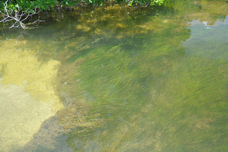 Seagrasses are abundant in the waters surrounding Vista Alegre and are a natural nursery for large, mobile gastropods.