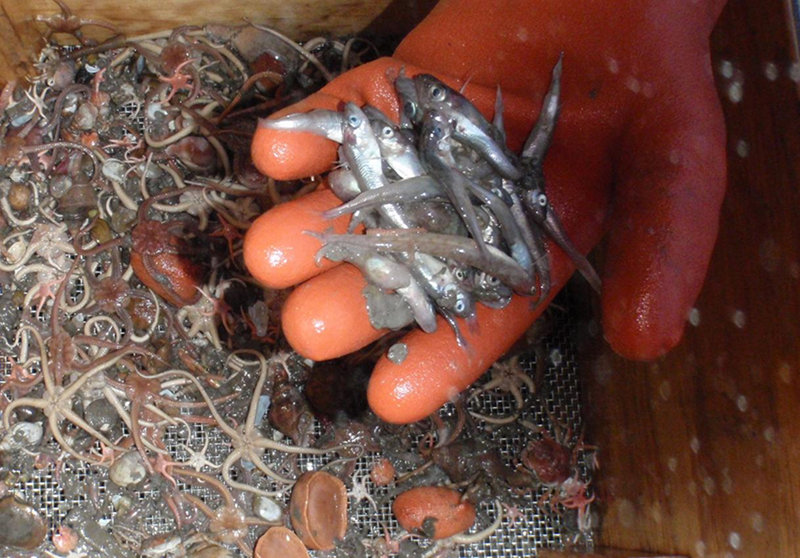 Small Arctic cod are one of the more abundant fish species caught on the Arctic shelf.