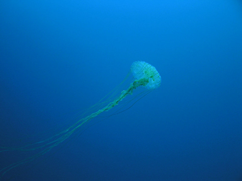 Large jelly fish in the Arctic Ocean.