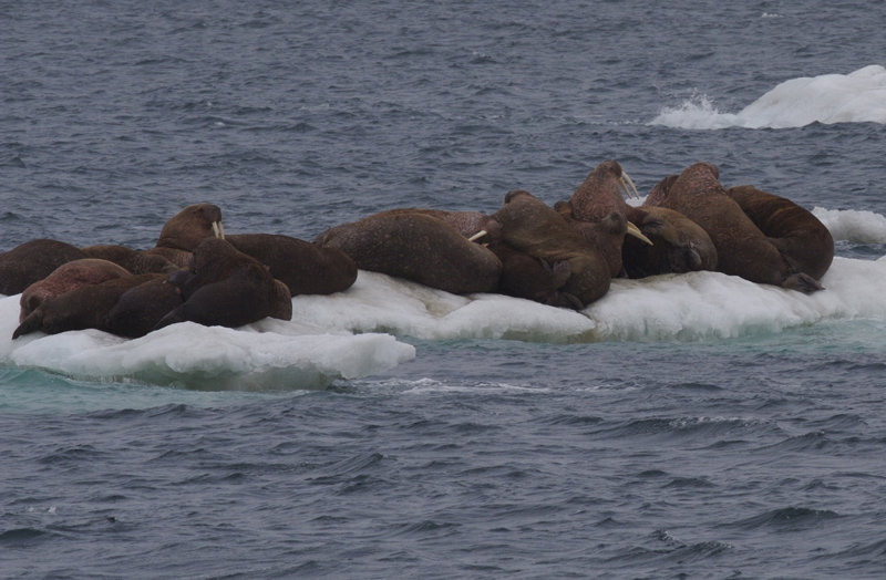 Observing Arctic Marine Mammals