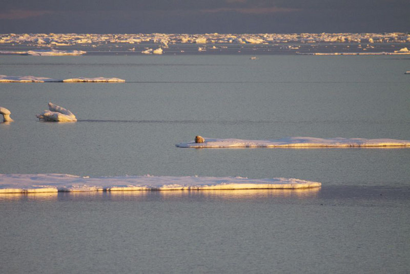 A distant bearded seal on an ice floe near Herald Island.