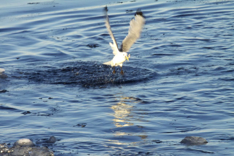 Kitti wake fishing behind the Khromov.