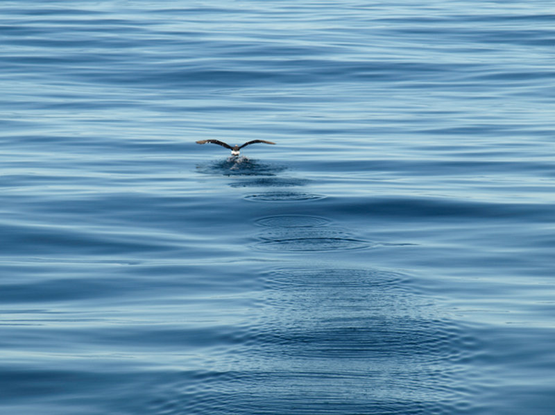 At times this afternoon the water was so calm it felt like you would be able to SEE a pin-drop from the ripples it would impart.