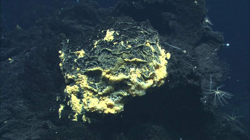 Bacterial mat lies on top of rock structure at Vai Lili.